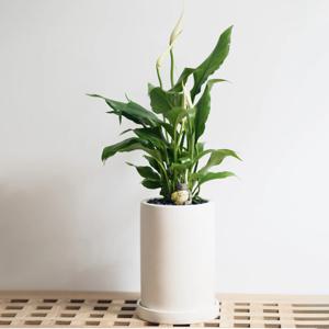 스파티필름 화분 세트 - 화분 지름 10cm 높이 16cm