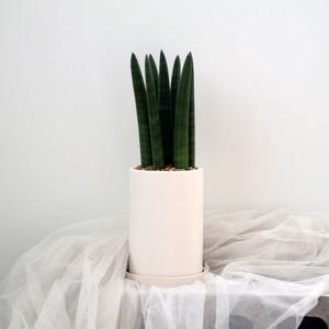 스투키 화분 세트 - 화분 지름 10cm 높이 16cm