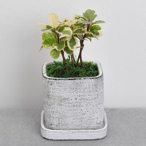 무늬산호수_미세라이트화분 공기정화식물