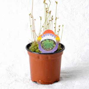 끈끈이주걱_식충식물 소형포트식물