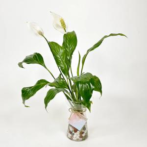 수경재배 스파티필름 쁘띠글라스+오색돌 DIY