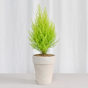 독일토분 율마(중품)