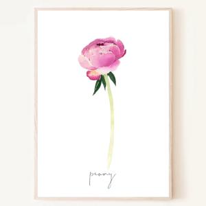 작약꽃 Peony 수채 일러스트 포스터 액자