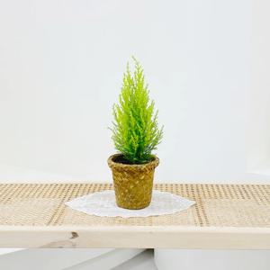 율마_라탄바구니SET (소)