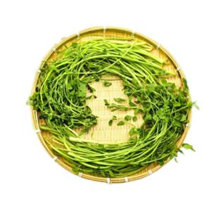 국내산 미나리 (생) 1kg