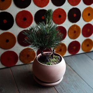 해송 한 그루(A Single Pine Tree) 미니 소나무 승진 화분