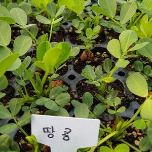 [모종모종]땅콩 모종(50구 트레이)