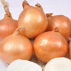 국내산 25년산 햇 양파 5kg(특품)