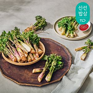 [품질보장] 남해 보물섬 최상급 땅두릅 1kg