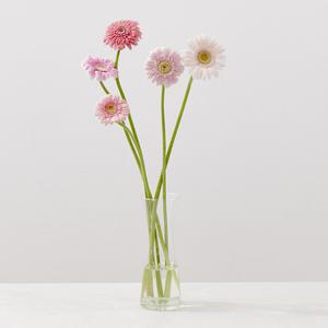 그린테라피 미니 거베라 생화 색상랜덤 꽃배달