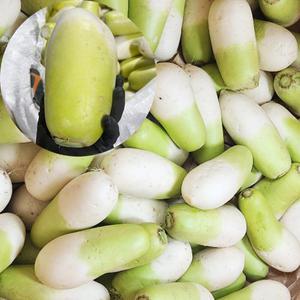 제주 세척무 월동무 5kg 미니무 겨울무 햇무우 제주도무우 작은무 생무 햇무 5키로 5~11수 내외