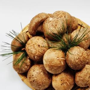 경북안동 초가송이 생표고버섯 500g, 1kg