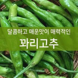 달콤하고 매운맛이 매력적인 꽈리고추 상 (4kg)