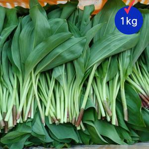 강원도 대명이나물 1kg 산마늘 명이나물