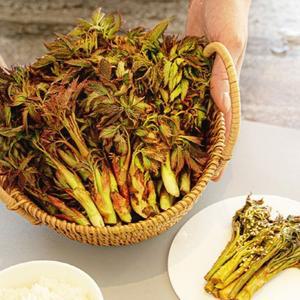 강원도 인제 햇 눈개승마 2kg