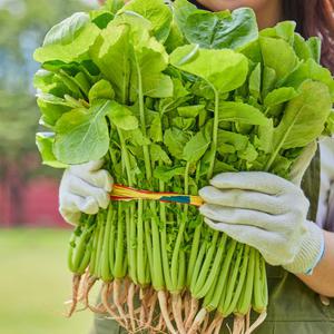 매일수확 아삭아삭 신선한 제철채소 열무 2kg/3kg