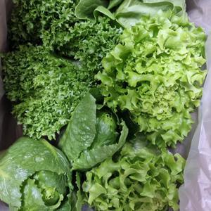 국내산 샐러드 채소 750g 1kg (GAP인증 랜덤3~4종)