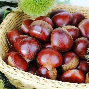 24년 햇 공주 정안밤 알밤 2kg(대품) 농가직송