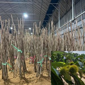 밤나무 묘목 (옥광) 접목1년생 특묘 밤묘목 유실수