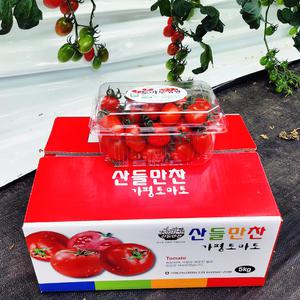 가평 대추방울토마토 5kg 산지 토마루농원 스마트팜