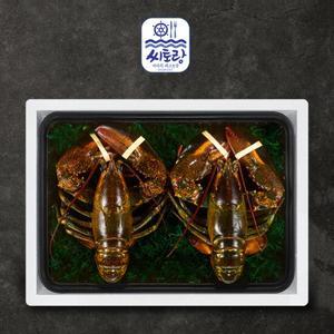 [씨토랑]프리미엄 활랍스터세트 2미 1.7kg/마리당 780~880g
