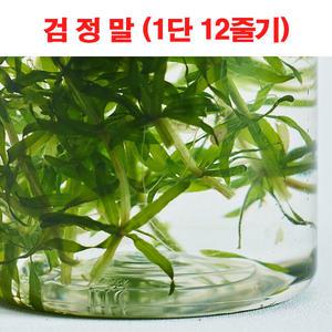 검정말