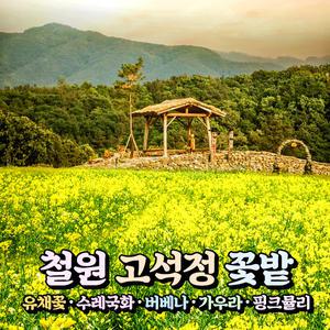 [강원] 철원 고석정 꽃밭(유채꽃)+한탄강 주상절리길/하늘다리+경기 포천 비둘기낭 당일여행 / 서울경기出