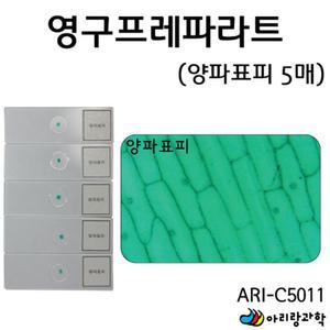 현미경 관찰 영구 프레파라트 양파표피 5매입 실험실