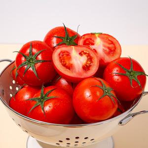 [미식한가] 최상급 유럽종 완숙토마토 5kg (중과) 찰토마토 주스용