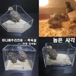 낮은사각.높은사각.아크릴 보석함(중)/뚜껑 자석형  - 모래목욕통.메추리목욕통