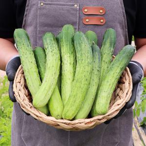 국내산 오이 백다다기 오이 4kg 내외 (14개 내외) 피클 장아찌 소박이