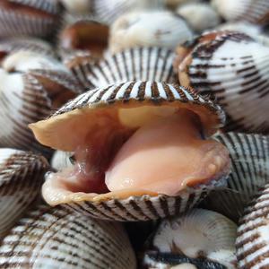 국내산 제철 새꼬막 1kg 70미 내외 벌교산 참꼬막 무침 비빔밥 꼬막전 추천 별미 반찬용 꼬막국수