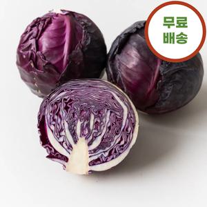 제주 미니 적양배추 적채 자색양배추 1.5kg (2~3통)