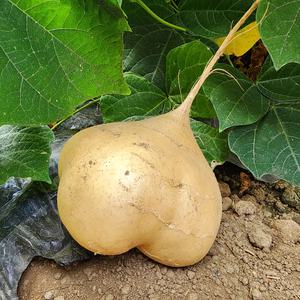 (세계 10대 슈퍼푸드) 프리미엄 베트남 수입산 히카마 5kg / 10~20개