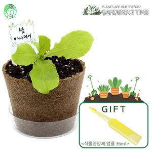 [식물영양제선물]팜팜농장 모종키우기 상추 / 새싹기르기 화분재배 상추키우기