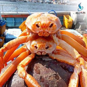 바다사나이 산지발송 국내산 속초 정품홍게 수율보장 3kg (활/자숙)