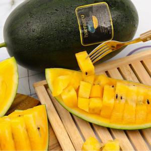 스테비아 블랙 망고 고창 수박 아삭아삭 달콤 노란 미니 선물세트 3kg이상 6kg
