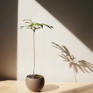 써니사이드플랜트 선이 고운 황칠나무+원형토분 대형 인테리어 화분 (3 size)
