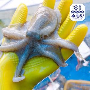 제철 서해 활쭈꾸미 1kg/7-10미(빙장포장)
