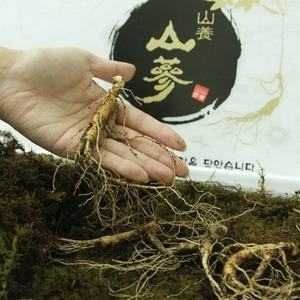 산양삼 8-10년산 5뿌리 산삼 추석 설 부모님 선물세트