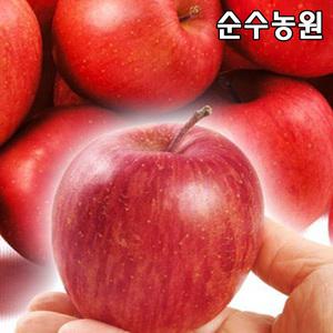 미니사과나무 묘목, 후지오토매 결실주 R3cm(분)/유실수/과실수