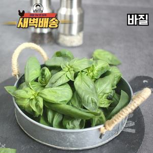 새벽배달 국내산 허브 바질 1kg