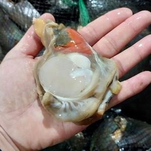 자연산 횟감용 키조개 1kg 1015미 손질 키조개 살 자연산 키조개 관자 생물 키조개 회 키조개 날개살