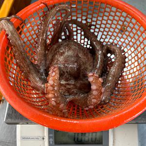 (5000셋트한정) 나씨네 (산지발송 통영&여수) 활 돌문어1kg (1-4미내외)