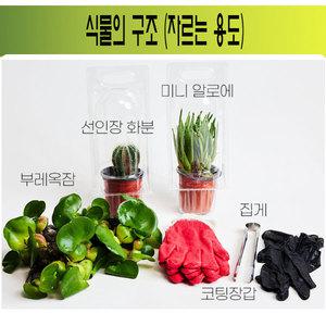 식물의구조,자르는용도(선인장,알로에,부레옥잠)