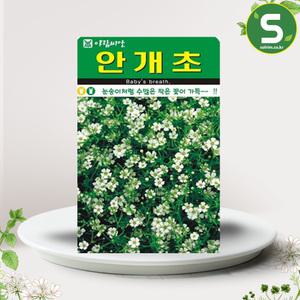 안개초씨앗 3g 안개초 꽃씨앗 꽃씨 야생화