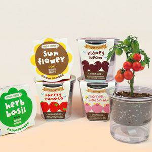 저면관수 꿈쟁이 식물키우기 방울토마토 택1 외 4종 자연교육 미니 원예 씨앗키우기 가드닝