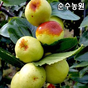 사과대추나무 묘목 접목1년 뿌리묘 1개/유실수/과실수
