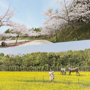 [제주] 에코랜드+산굼부리 (가볼만한곳/관광/제주투어/자유여행/가족/친구/연인/아이와함께/테마파크/이색체험/브이패스/액티비티)