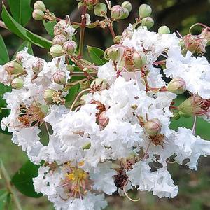 배롱나무 묘목(백색꽃) 7치화분 개화주